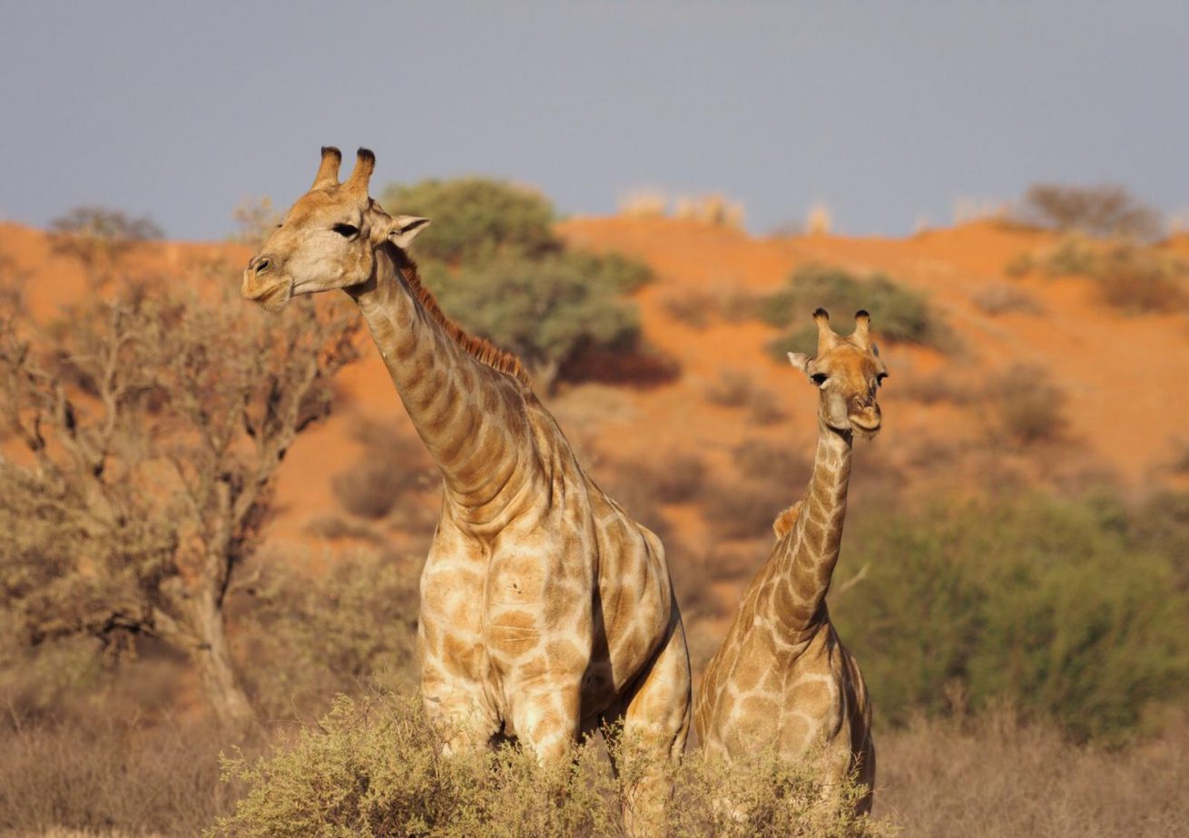 Kalahari Desert Giraffes