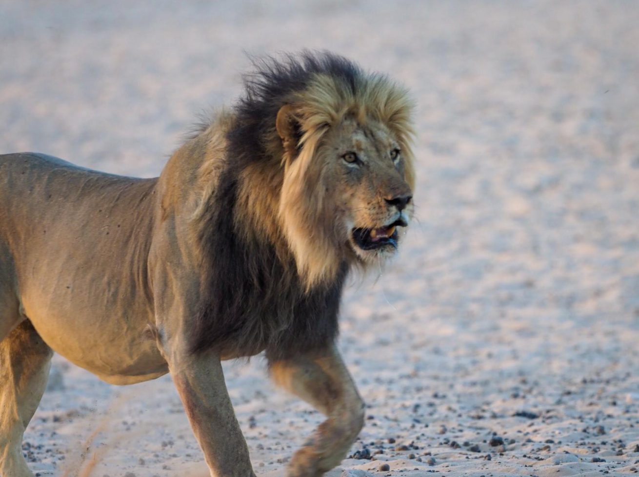 Black-maned Kalahari Lion